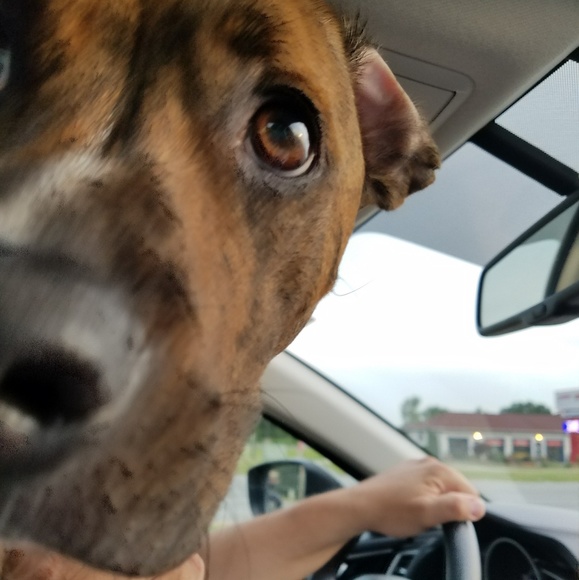 For the Love of Sam ππΆπ - Picture 1 of 2